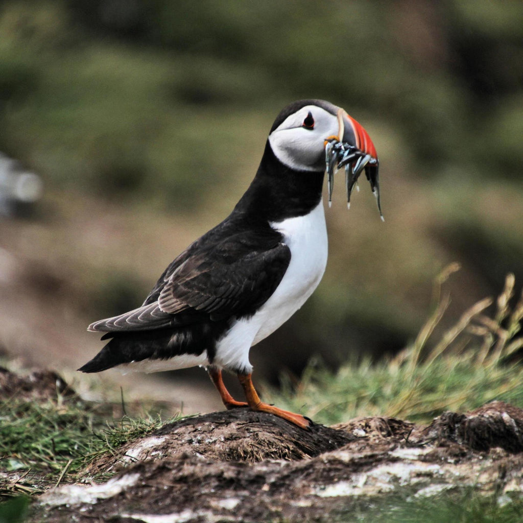 Puffin standing on a rock with fish in its mouth against a blurred natural background