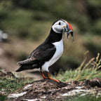 Puffin standing on a rock with fish in its mouth against a blurred natural background
