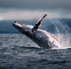 Humpback whale breaching out of the water with a dark, cloudy sky in the background.