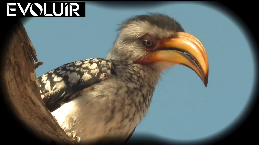 Close-up of a bird with a yellow beak perched on a branch against a blue sky.