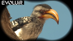 Close-up of a bird with a yellow beak perched on a branch against a blue sky.