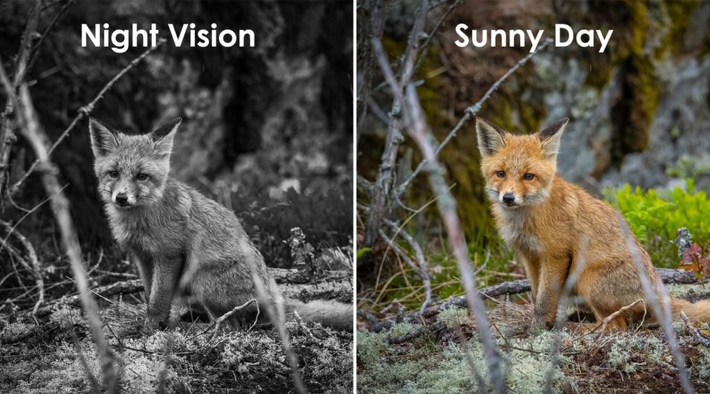 Comparison of a fox in night vision and sunny day light.
