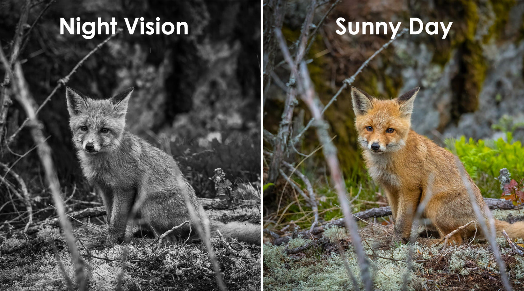 Comparison of a fox in night vision and sunny day light.