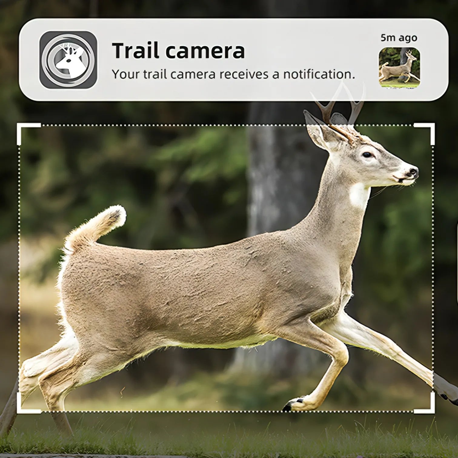 Deer running in a forest with a 'Korons Wildlife Camera' notification overlay.