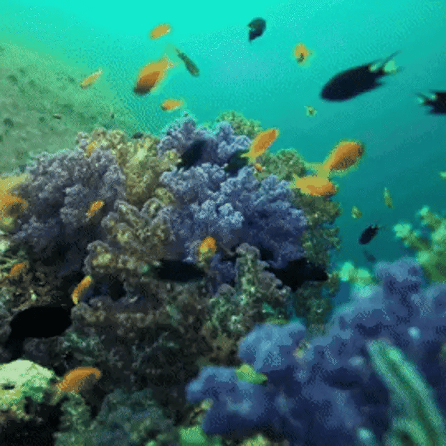 Colorful coral reef with various fish swimming around