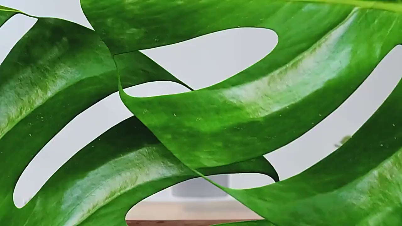 Veoair Air7 Purifier